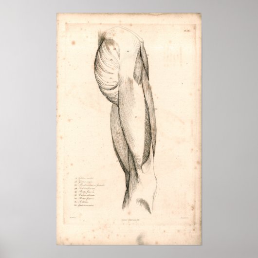1833 Spieren met hoge  anatomie Afdrukken Poster (Voorkant)