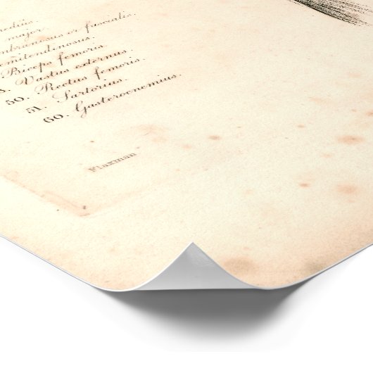 1833 Spieren met hoge  anatomie Afdrukken Poster (Hoek)