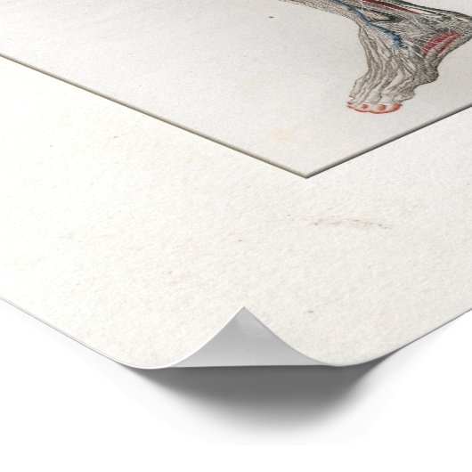 1833  spieren Nerves Anatomie Poster (Hoek)