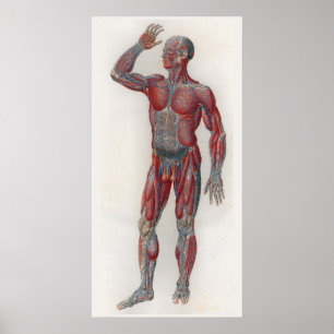 1833  spieren Veins Anatomie Poster