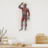 1833 spieren Veins Anatomie Poster (Keuken)