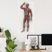 1833 spieren Veins Anatomie Poster (Thuiskantoor)