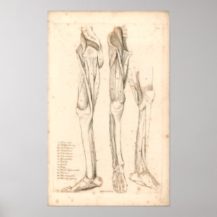 1833 Spierspier met  peetanatomie Afdrukken Poster