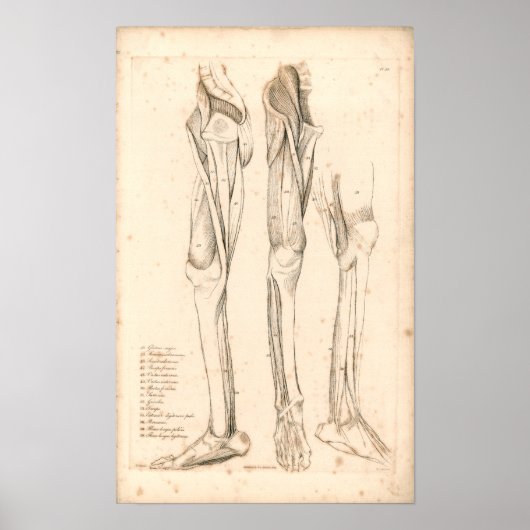 1833 Spierspier met  peetanatomie Afdrukken Poster (Voorkant)