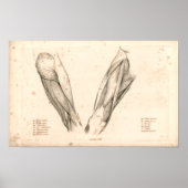 1833 Spierspier met  peetanatomie Afdrukken Poster (Voorkant)