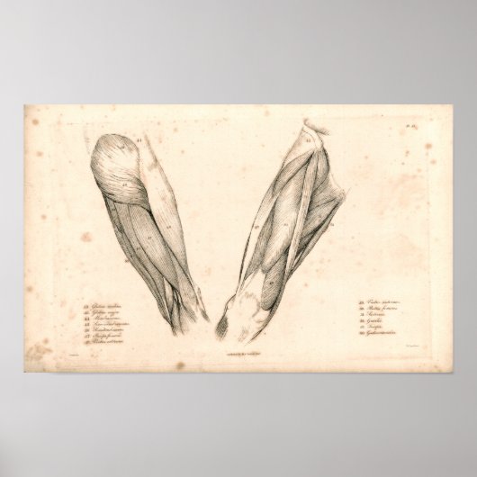 1833 Spierspier met  peetanatomie Afdrukken Poster (Voorkant)