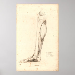 1833 Spierspier voor beenanatomie Afdrukken Poster
