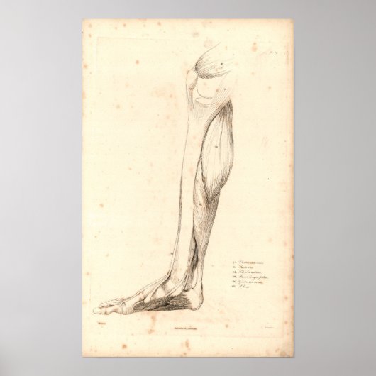 1833 Spierspier voor beenanatomie Afdrukken Poster (Voorkant)