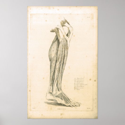 1833 Spierspier voor beenanatomie Afdrukken Poster (Voorkant)