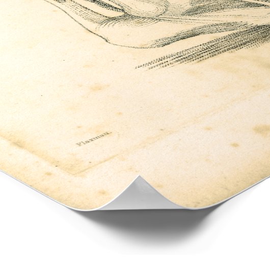 1833 Spierspier voor beenanatomie Afdrukken Poster (Hoek)