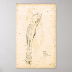 1833 Spierspier voor beenanatomie Afdrukken Poster