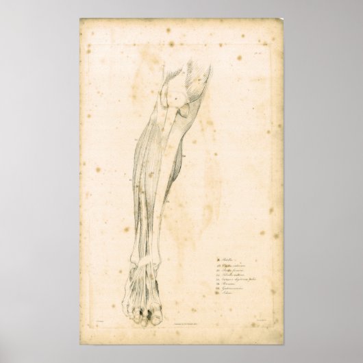 1833 Spierspier voor beenanatomie Afdrukken Poster (Voorkant)