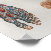 1833  Veins Head Face Anatomy Poster (Hoek)