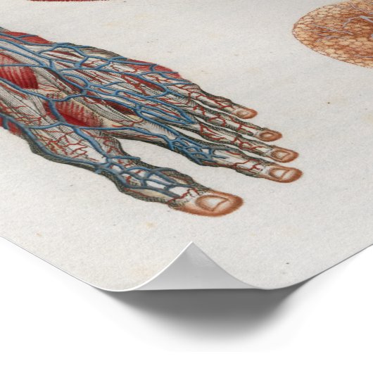 1833  Veins Head Face Anatomy Poster (Hoek)