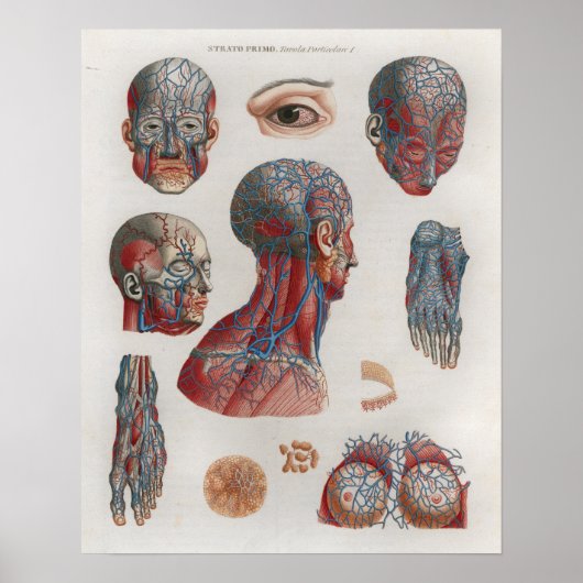 1833  Veins Head Face Anatomy Poster (Voorkant)