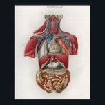 1833 Vintage Viscera Organs Anatomy Poster<br><div class="desc">Vintage 1833 anatomical illustration of the organs of the human body. The muscles,  veins,  nerves and organs of the chest and abdomen. The heart,  lungs,  stomach and intestines.
Visit our store for more anatomy prints and posters.</div>