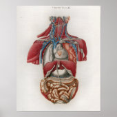1833 Vintage Viscera Organs Anatomy Poster (Voorkant)