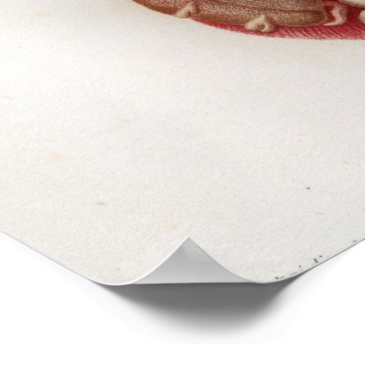 1833  Viscera Organen Anatomie Poster (Hoek)