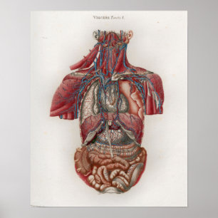 1833  Viscera Organen Anatomie Poster