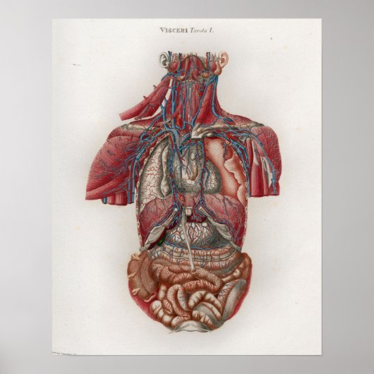 1833  Viscera Organen Anatomie Poster (Voorkant)