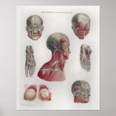 1833  zenuwkop Poster anatomie (Voorkant)