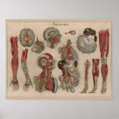 1837  Arteries Bloedanatomie Art Poster (Voorkant)