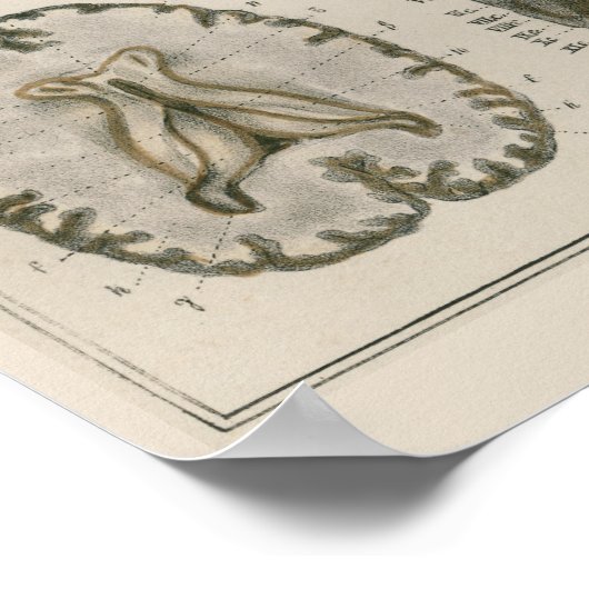 1837  Brain Nerves Anatomy Art Poster (Hoek)