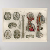 1837  Brain Nerves Anatomy Art Poster (Voorkant)