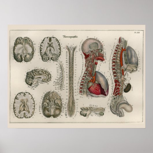 1837  Brain Nerves Anatomy Art Poster (Voorkant)