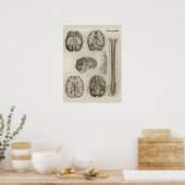 1837  Brain Nerves Anatomy Art Poster (Keuken)