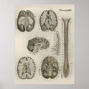 1837  Brain Nerves Anatomy Art Poster