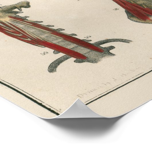 1837  musculair Poster (Hoek)