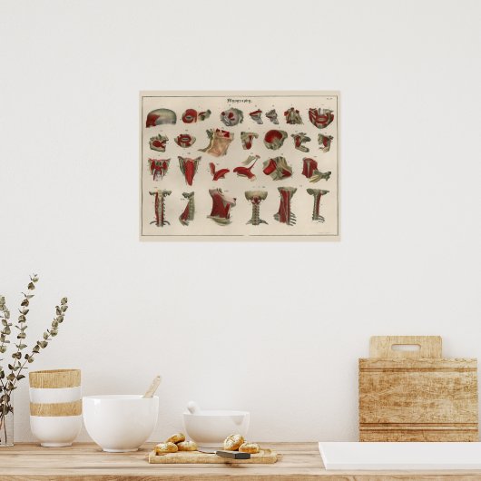 1837  musculair Poster (Keuken)