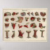 1837  musculair Poster (Voorkant)