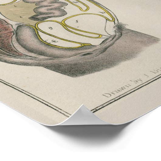 1837 Poster van de anatomie van de interne organe (Hoek)