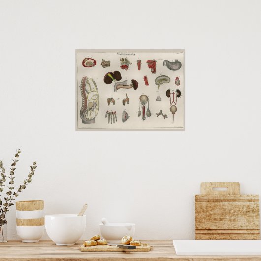 1837 Poster van de anatomie van de interne organe (Keuken)