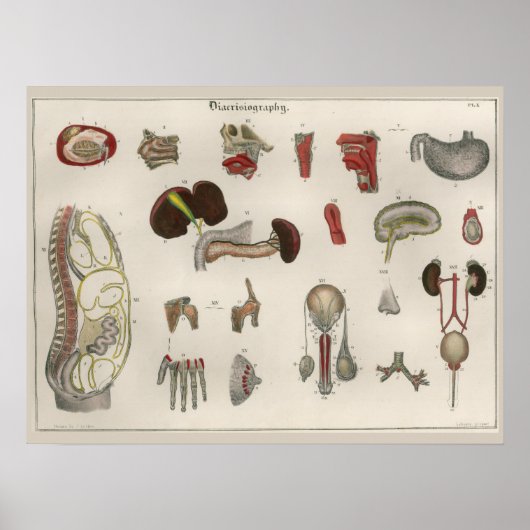 1837 Poster van de anatomie van de interne organe (Voorkant)