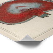 1837  Poster van de anatomie van de interne organe (Hoek)