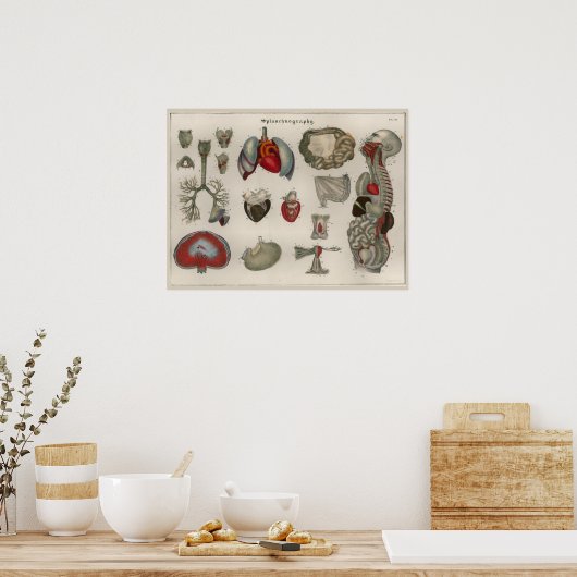 1837 Poster van de anatomie van de interne organe (Keuken)