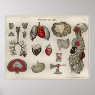1837  Poster van de anatomie van de interne organe