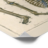 1837  Skelet Spine Anatomy Art Poster (Hoek)