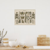 1837  Skelet Spine Anatomy Art Poster (Keuken)