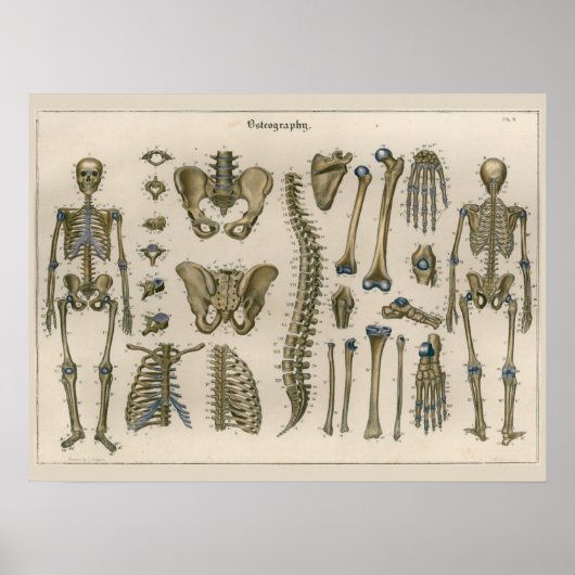 1837  Skelet Spine Anatomy Art Poster (Voorkant)