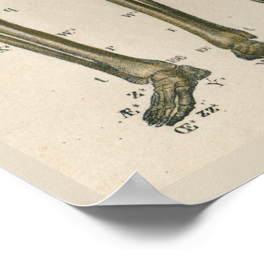 1837 Skeleton Pelvis Anatomy Art Poster (Hoek)