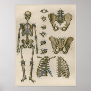 1837  Skeleton Pelvis Anatomy Art Poster