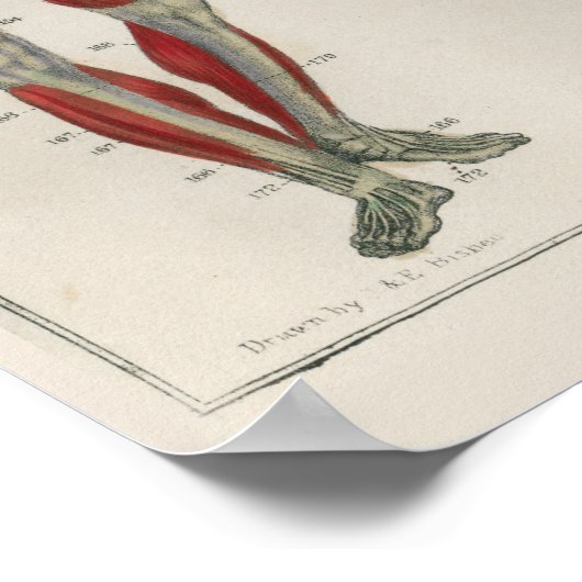 1837 spieren Nerves Anatomy Art Poster (Hoek)