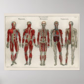 1837 spieren Nerves Anatomy Art Poster (Voorkant)