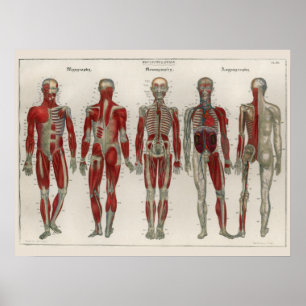 1837  spieren Nerves Anatomy Art Poster