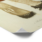 1841 Brown Mushrooms Art Poster