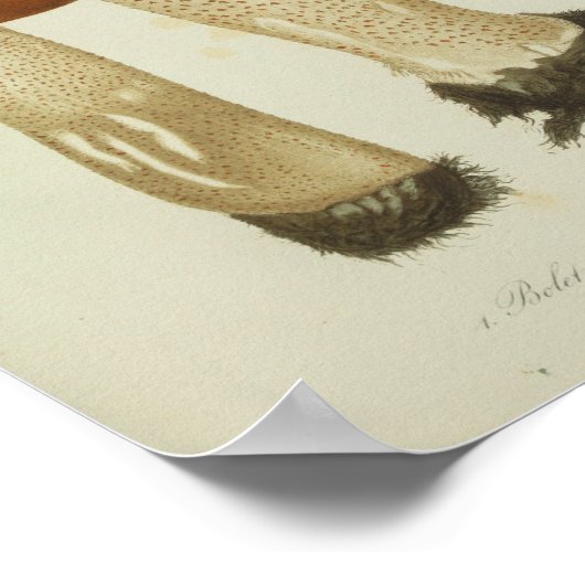 1841 Brown Mushrooms Art Poster (Hoek)